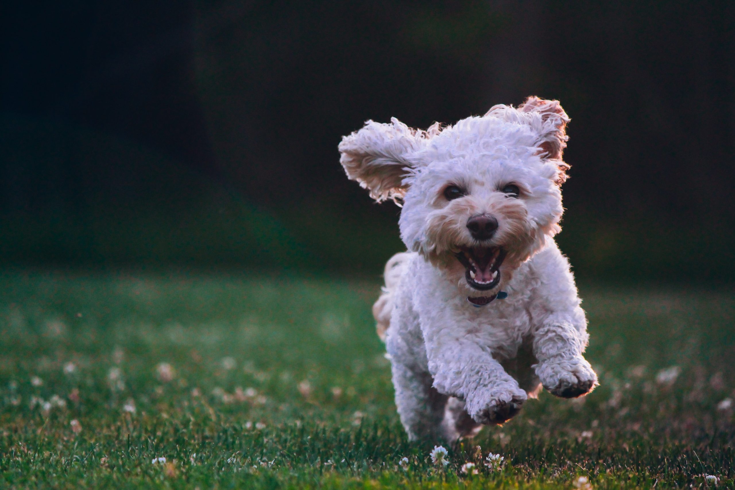 How Much Does It Cost To Start A Doggy Daycare